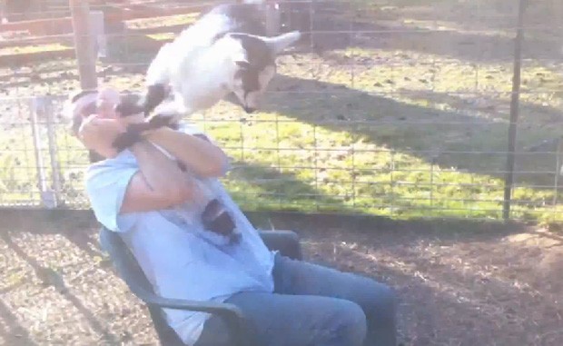Vdeo registra momento em que mulher  'atacada' por filhotes de cabra durante brincadeira (Foto: Reproduo/YouTube/applebritta)
