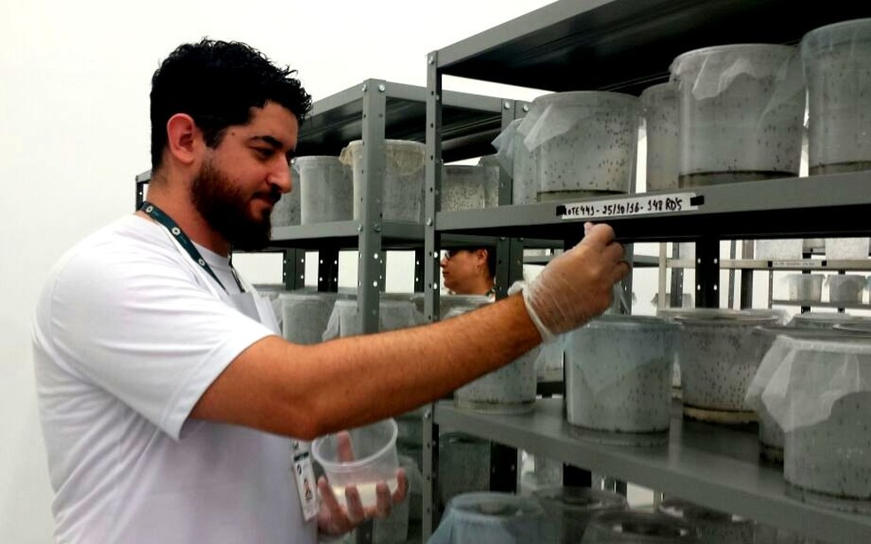 Mosquitos Aedes do Bem (transgênicos) são alimentados com água e açúcar em fábrica de Piracicaba (Foto: Claudia Assencio/G1)