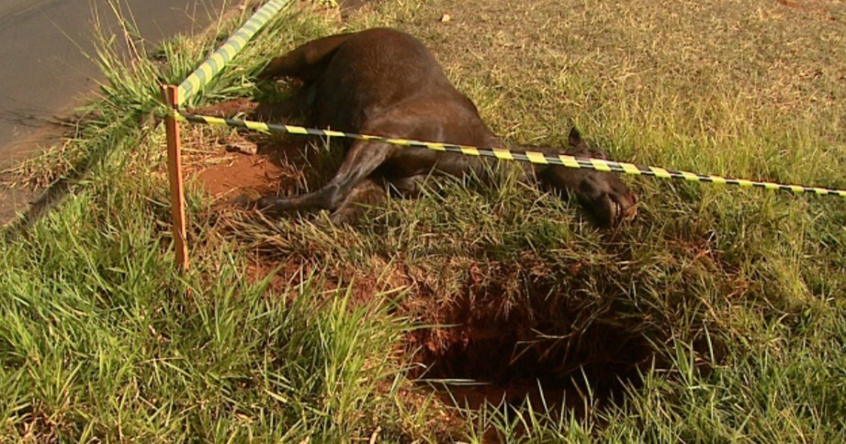 G1 Cavalo morre após cair em buraco em avenida de Ribeirão Preto SP