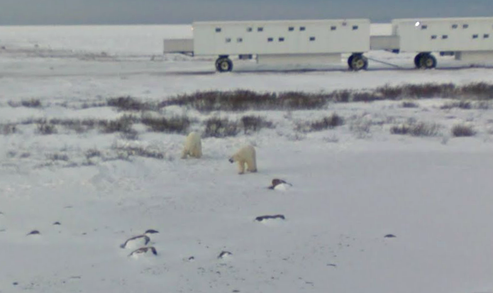 Dois ursos polares vivendo na tundra canadense (foto: Reprodução/Google Maps)