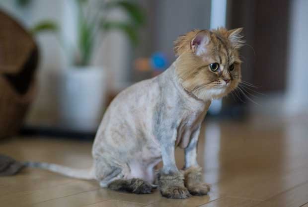 Felino precisou ser tosado por conta de problemas de higiene no Japão (Foto: Reprodução/Facebook/Ben Torode)