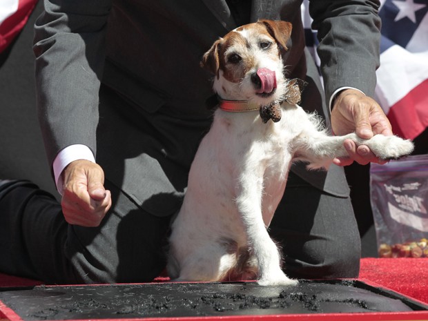 O cão Uggie, famoso pela performance no filme 'O artista', ganha estrela na calçada da fama em Hollywood, nos Estados Unidos, nesta segunda-feira (25). (Foto: Reuters/Mario Anzuoni)
