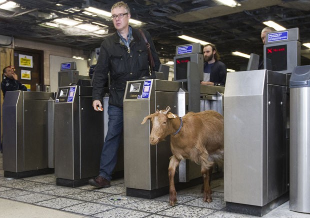 Bode passa catraca na estação de metrô de Vauxhall (Foto: Justin Tallis/AFP)