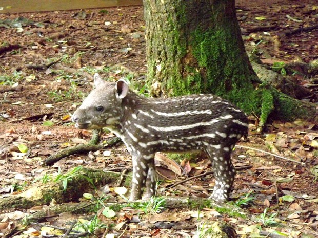 Filhote tem acompanhamento de veterinários do Parque Zoobotânico de Carajás (Fot Divulgação/ Parque Zoobotânico Vale)