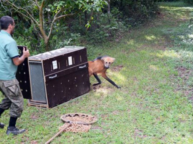 Lobo-guará volta à natureza depois de tratamento em Zoo de Sorocaba (Fot Emerson Ferraz/Prefeitura de Sorocaba)