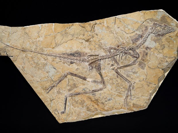 Fóssil de esqueleto de dinossauro é descoberto por Instituto Royal Belga de Ciências Naturais (Foto: AP)