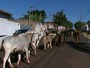 Avenida de Araraquara é tumultuada por 40 vacas que escapam de curral Avenida de Araraquara é tumultuada por 40 vacas que escapam de curral