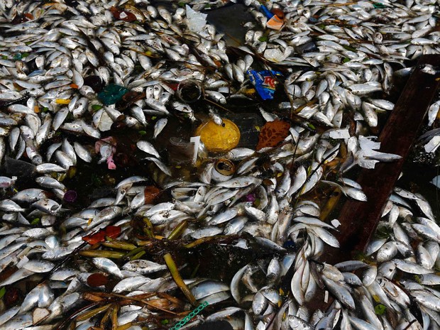 Peixes mortos na Baía de Guanabara (Foto: Ricardo Moraes/Reuters)