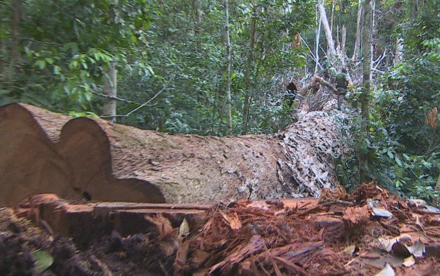 Foram cerca de 930 quilômetros de área destruídas em Rondônia (Foto: Bom Dia Amazônia)