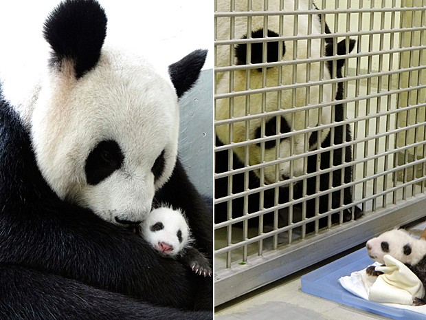 Mãe abraça o filhote; ao lado, as duas ainda se familiarizam (Foto: Taipei Zoo/AP)
