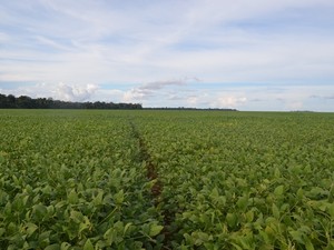 Produtores de Vilhena, RO, investem em semeadura precoce de soja (Foto: Jonatas Boni/G1)