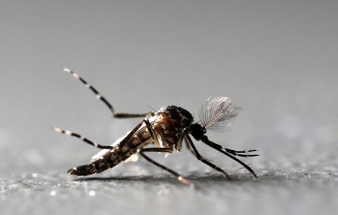 Um mosquito Aedes aegypti macho geneticamente modificado é visto na fábrica Oxitec em Piracicaba, no interior de São Paulo. Batizado de 'Aedes do bem”, o mosquito produzido pela empresa possui uma alteração genética que torna sua prole estéril