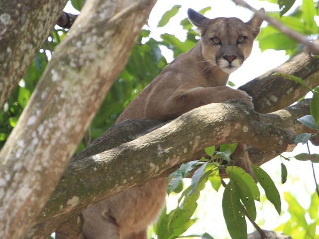 Puma resgatado de árvore em casa no Lago Sul, em Brasília (Foto: Marco Holanda/Arquivo pessoal)