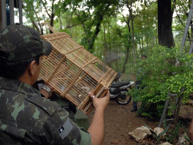 Animais apreendidos pela Polícia Ambiental são soltos no Parque da Cidade em Teresina (Foto: Gil Oliveira/G1)