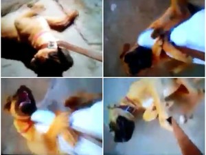 Cadela da raça boxer foi agredida por dona em Pirassununga (SP) (Foto: Reprodução/Facebook)