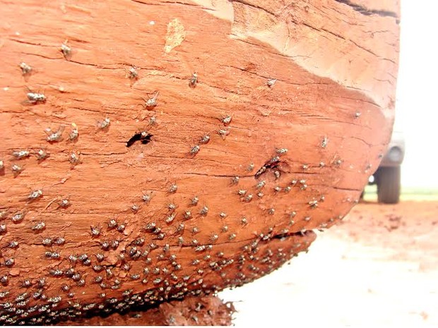 Infestação de mosca-dos-estábulos em cocho de alimentação de bovinos (Foto: Dalizia Aguiar/Embrapa Gado de Corte)