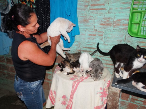 Maria dos Santos cuida de vinte gatos em casa, em Caruaru (Foto: Lafaete Vaz/TV Asa Branca)