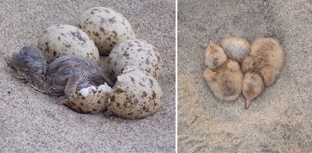 À esquerda, filhote de corta-água recém-nascido; à direita, ninho de gaivota. Processo de reprodução de aves pode ficar ameaçado devido à invasão de humanos. (Foto: Divulgação/Camila Martins)