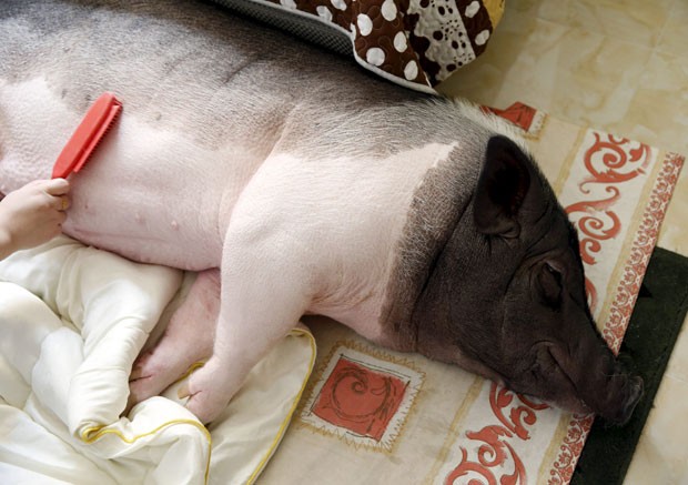 Dona chega a escovar o pelo do animal durante horas (Foto: Kim Kyung-hoon/Reuters)