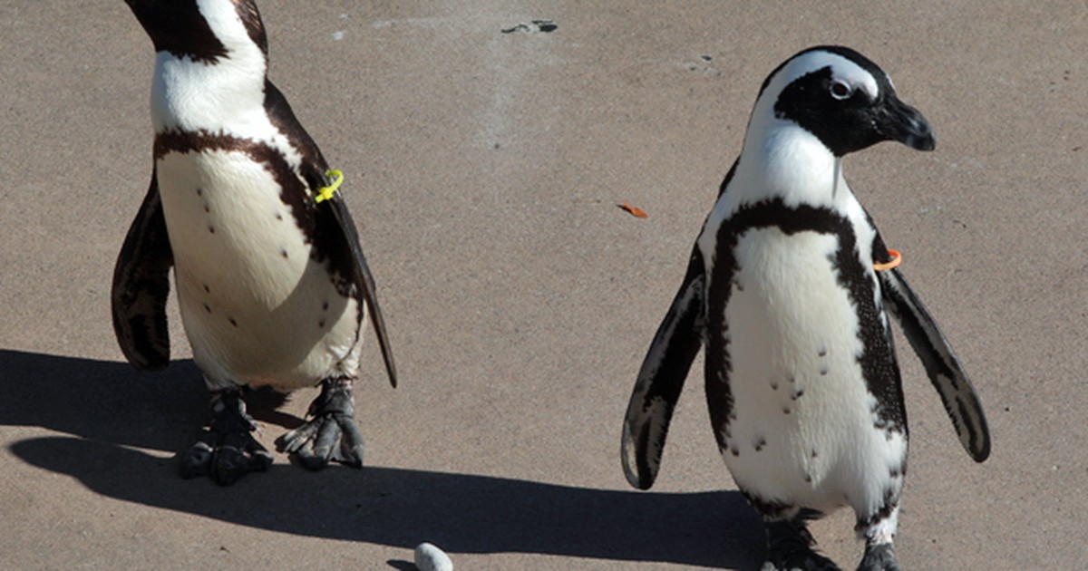 Natureza Estudo diz que 97 espécies de aves marinhas correm risco de extinção Natureza Estudo diz que 97 espécies de aves marinhas correm risco de extinção