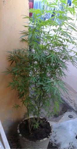 Maconha era cultivada na casa do suspeito (Foto: PC-PE/Dinter 2)