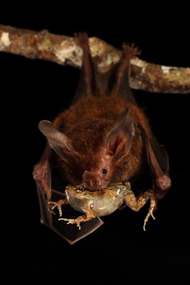   Imagem mostra morcego se alimentando da rã  (Foto: Christian Ziegler/Divulgação)