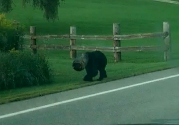 Urso foi resgatado ao ser flagrado com a cabela presa em balde (Foto: Reprodução/YouTube/Dean H)