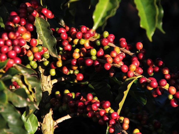 Sul de Minas é região que mais produz café no Brasil, maior produtor do mundo (Foto: Viola Júnior)