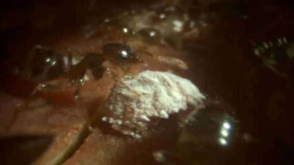 No interior do caule, inseto branco serve de alimento  (Foto: BBC)