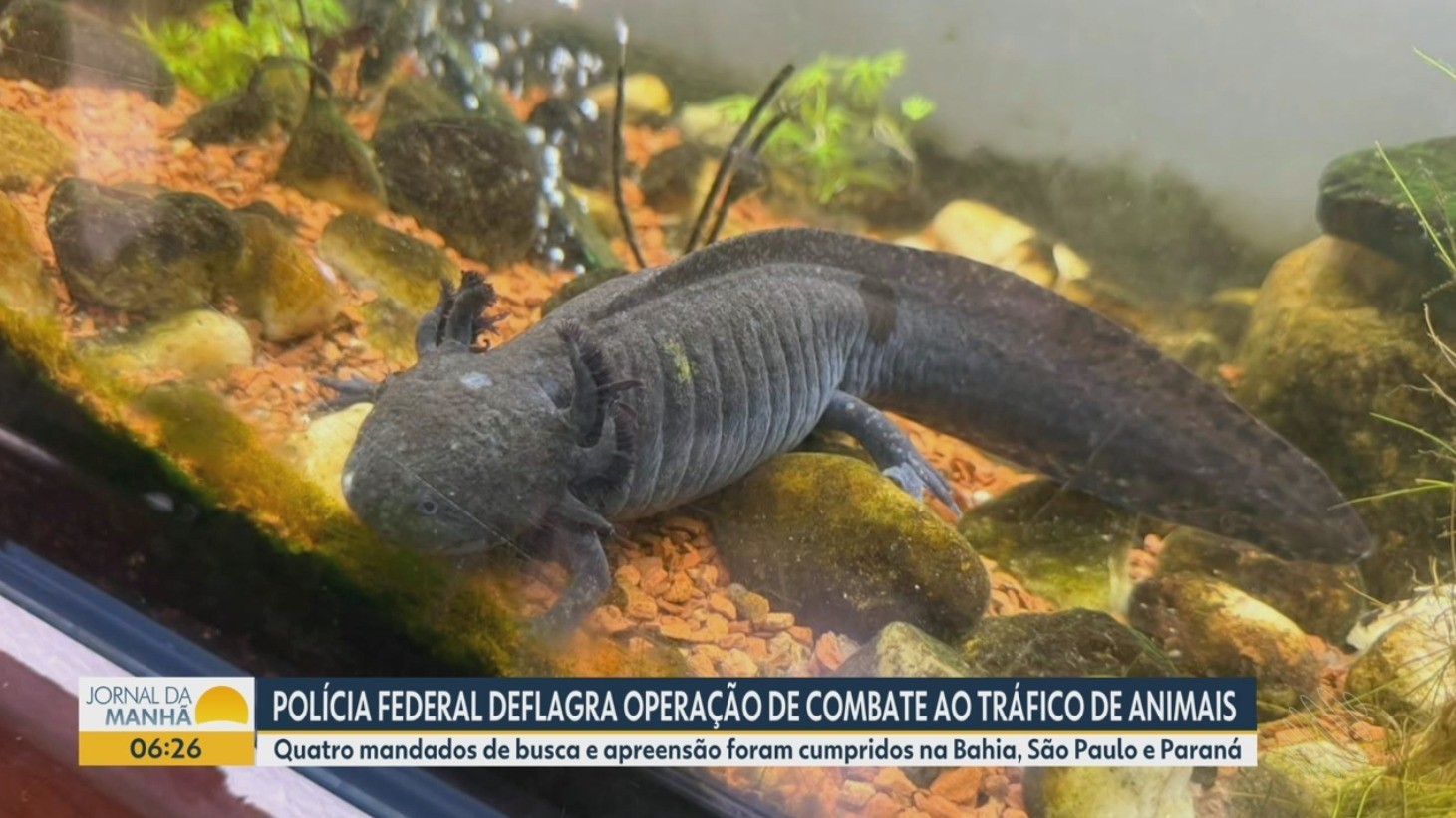 Vídeos do g1 e TV Bahia - Sexta-feira, 2 de outubro de 2026