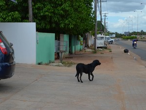 É comum a presença de cães soltos nas ruas; população reclama dos perigos (Foto: Neidiana Oliveira/G1)