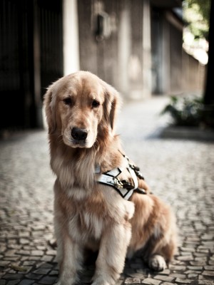 Cão-guia (Foto: Editora Globo)