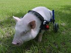 Veterinário desenvolve cadeira de rodas para porco nos EUA