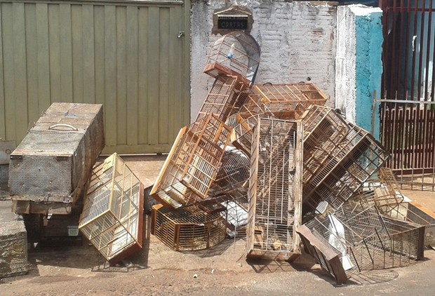 Aves encontrada foram apreendidas pela polícia (Fot Divulgação / Polícia Ambiental)