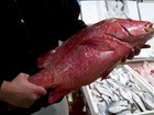 Conheça as surpresas do maior mercado de peixes do Reino Unido