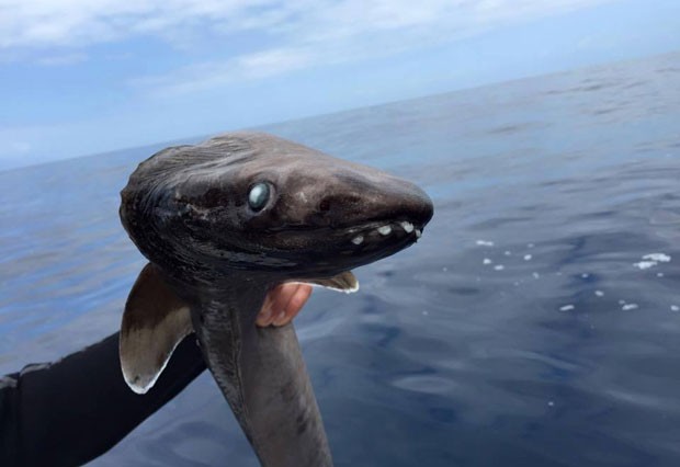 Raro tubarão-cobra foi encontrado na costa da Espanha (Foto: Reprodução/Facebook/RedPROMAR Gobcan)