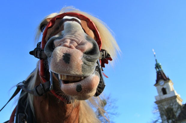 cavalo fez 'careta' ao ser fotografado na Repblica Tcheca (Foto: Radek Mica/AFP)