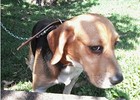 Governo divulga só 33% das pesquisas com animais no país (Arte/G1)