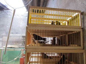 Operação contra tráfico de animais ocorreu em quatro estados (Foto: Divulgação/Polícia Federal)