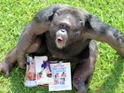 Chimpanzés 'leem' revistas e curtem aposentadoria em Sorocaba