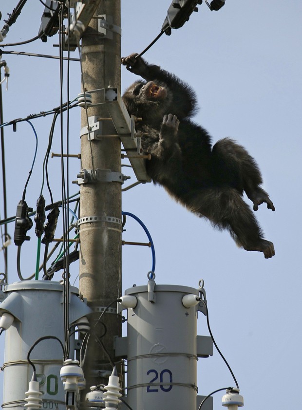 Funcionários tiveram que sedar o chimpanzé para resgatá-lo (Foto: Kyodo News/AP) Funcionários tiveram que sedar o chimpanzé para resgatá-lo (Foto: Kyodo News/AP)