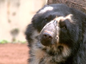 Urso de óculos Jabu do Parque Ecológico de São Carlos (Foto: Reprodução/ EPTV) Urso de óculos Jabu do Parque Ecológico de São Carlos (Foto: Reprodução/ EPTV)