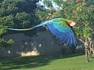 Arara híbrida é mais colorida do que canindé e vermelha (Foto: Edmar Melo/ TV Morena)