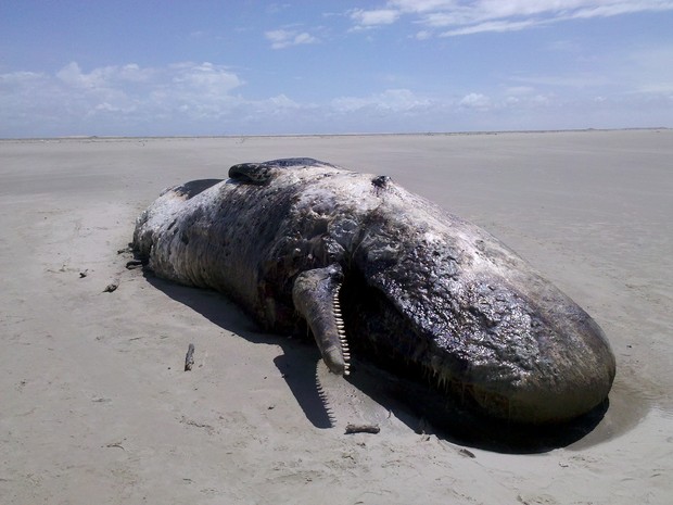 Baleia chacalote foi encontrada na Praia dos Lençóis, em Paulino Neves (Foto: Divulgação)