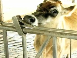 Vacas da raça jersey do município do Capão do Leão (Foto: Reprodução/RBS TV)