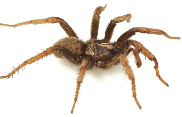 Aranha macho da espécie 'Aptostichus barackobamai', recém-descoberta nos EUA (Foto: Divulgação/"ZooKeys")