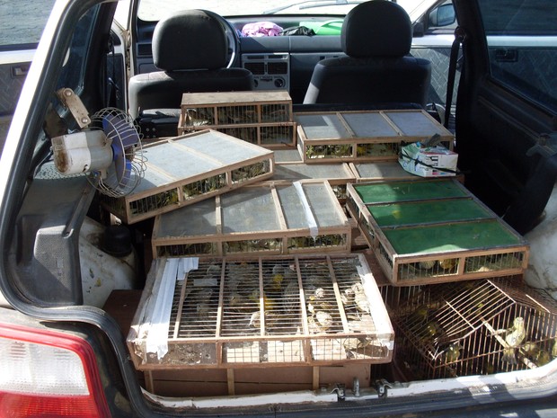 Aves eram transportadas do Paraná para a capital paulista (Fot Divulgação / Polícia Militar)