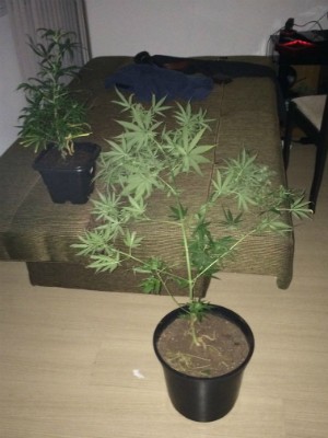 Médico cultivava dois pés de maconha em sua casa (Foto: Divulgação/Brigada Militar)