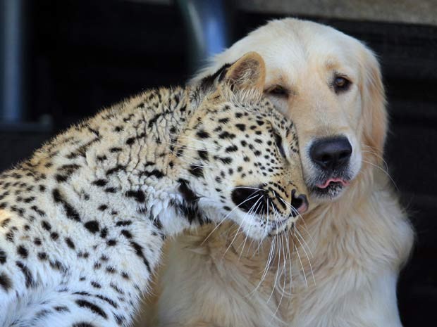 O leopardo chamado 'Salati' e o cachorro da raça golden retriever 'Tommy' mantêm uma amizade inusitada em uma propriedade em Pretória, na África do Sul. Segundo o proprietário Richard Brooker, os dois animais estão sempre juntos. (Foto: Barcroft Media/Getty Images)