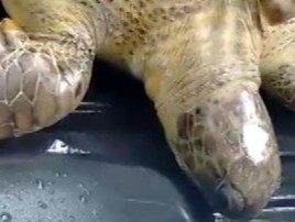 Tartaruga gigante é carregada por seis pessoas em resgate (Divulgação/Polícia Militar)